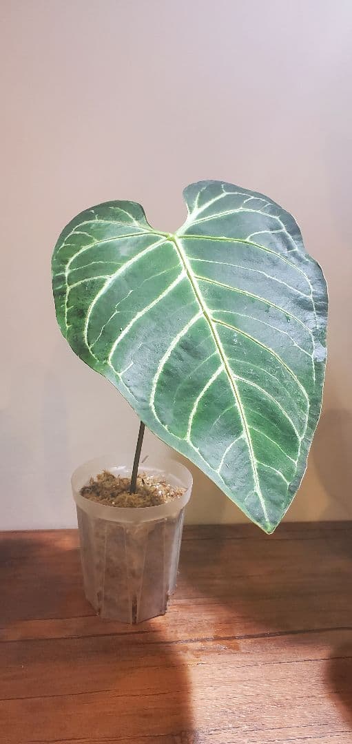 【極美株】アンスリウム・レガレ（Anthurium regale）特大リーフ