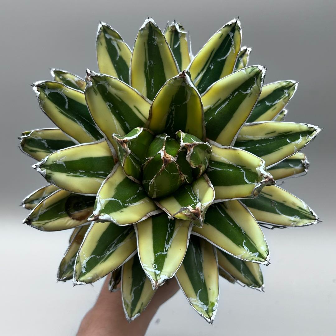 な*ん様 【龍門】アガベ　特選　多肉植物　輝山　笹の雪　鮮明な黄色斑　親株出品