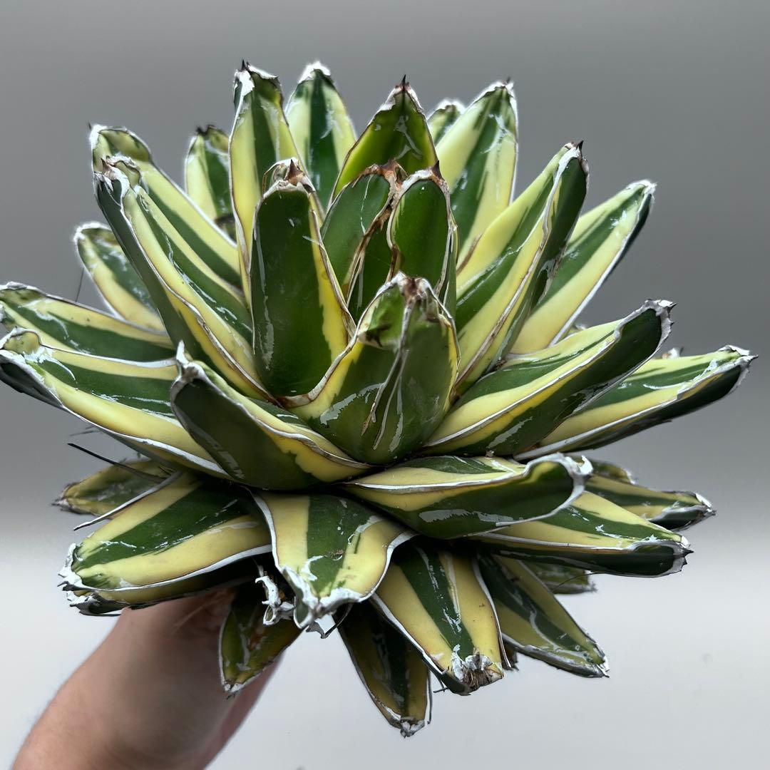 な*ん様 【龍門】アガベ　特選　多肉植物　輝山　笹の雪　鮮明な黄色斑　親株出品