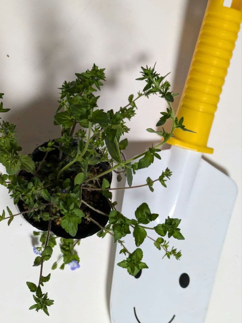 タチイヌノフグリ♡苗