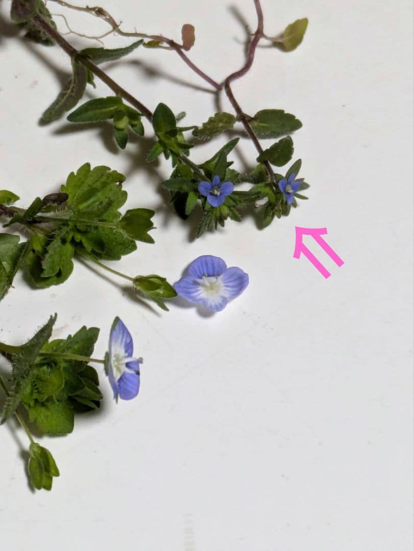 タチイヌノフグリ♡苗