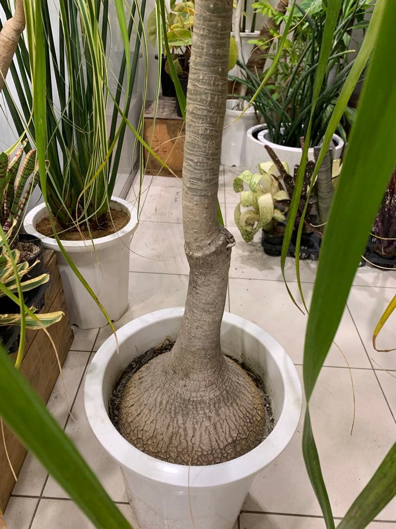 希少 斑入 トックリラン ノリナ ポニーテール 1