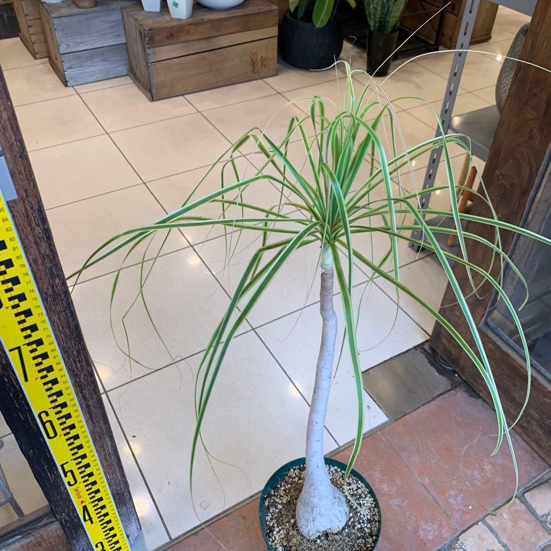 希少 斑入 トックリラン ノリナ ポニーテール 1