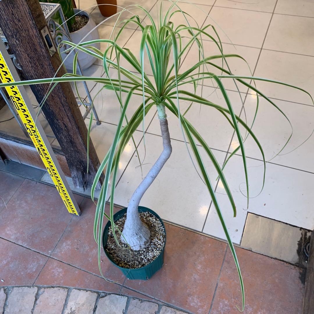 希少 斑入 トックリラン ノリナ ポニーテール 1