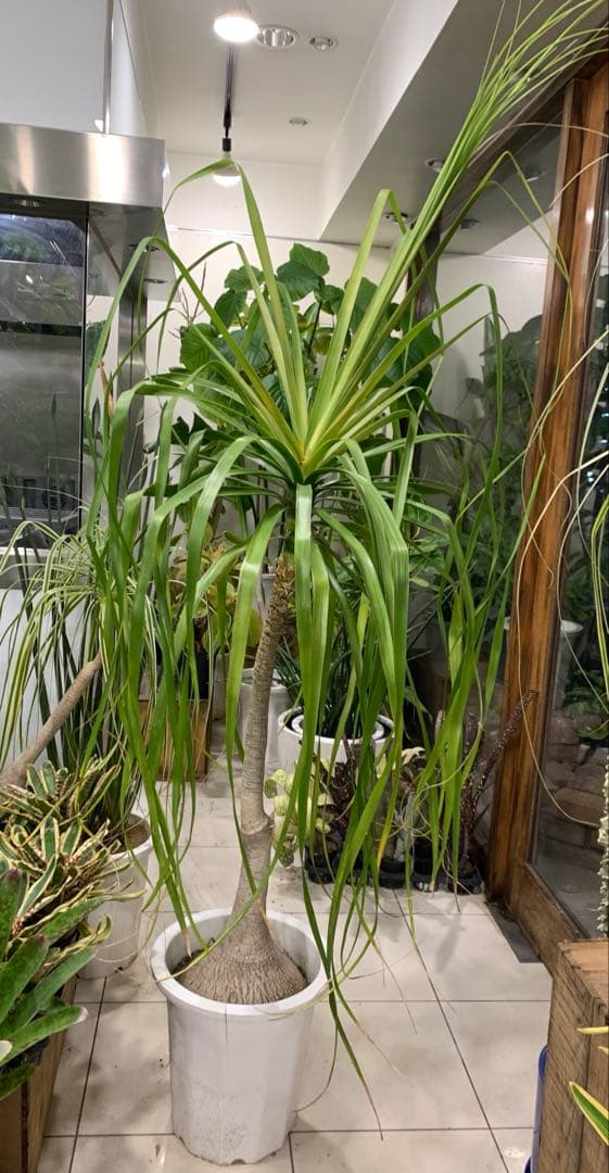 希少 斑入 トックリラン ノリナ ポニーテール 1