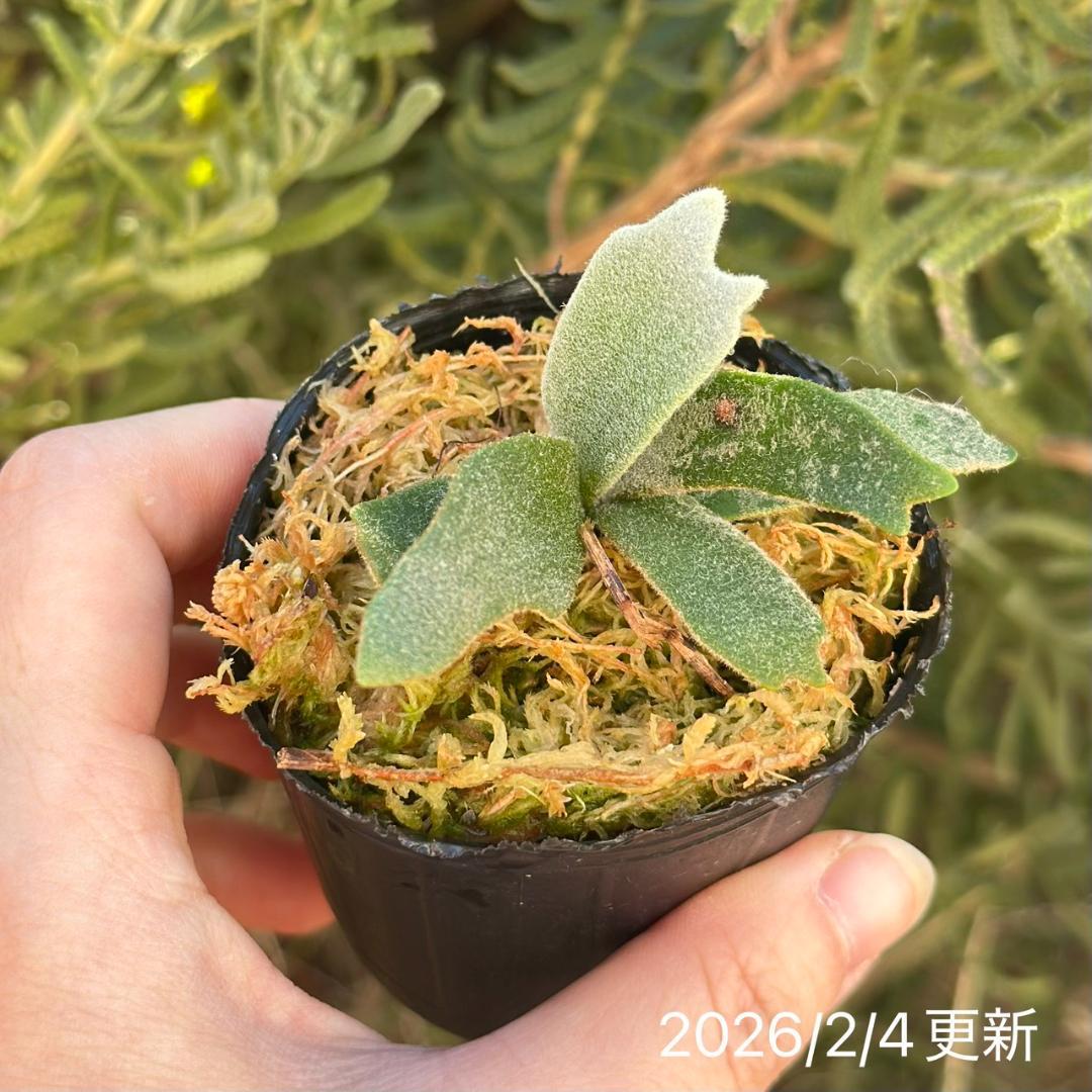 P.willinckii ’Asurada’ Sporeling 204