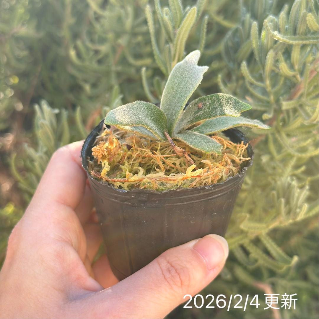 P.willinckii ’Asurada’ Sporeling 204