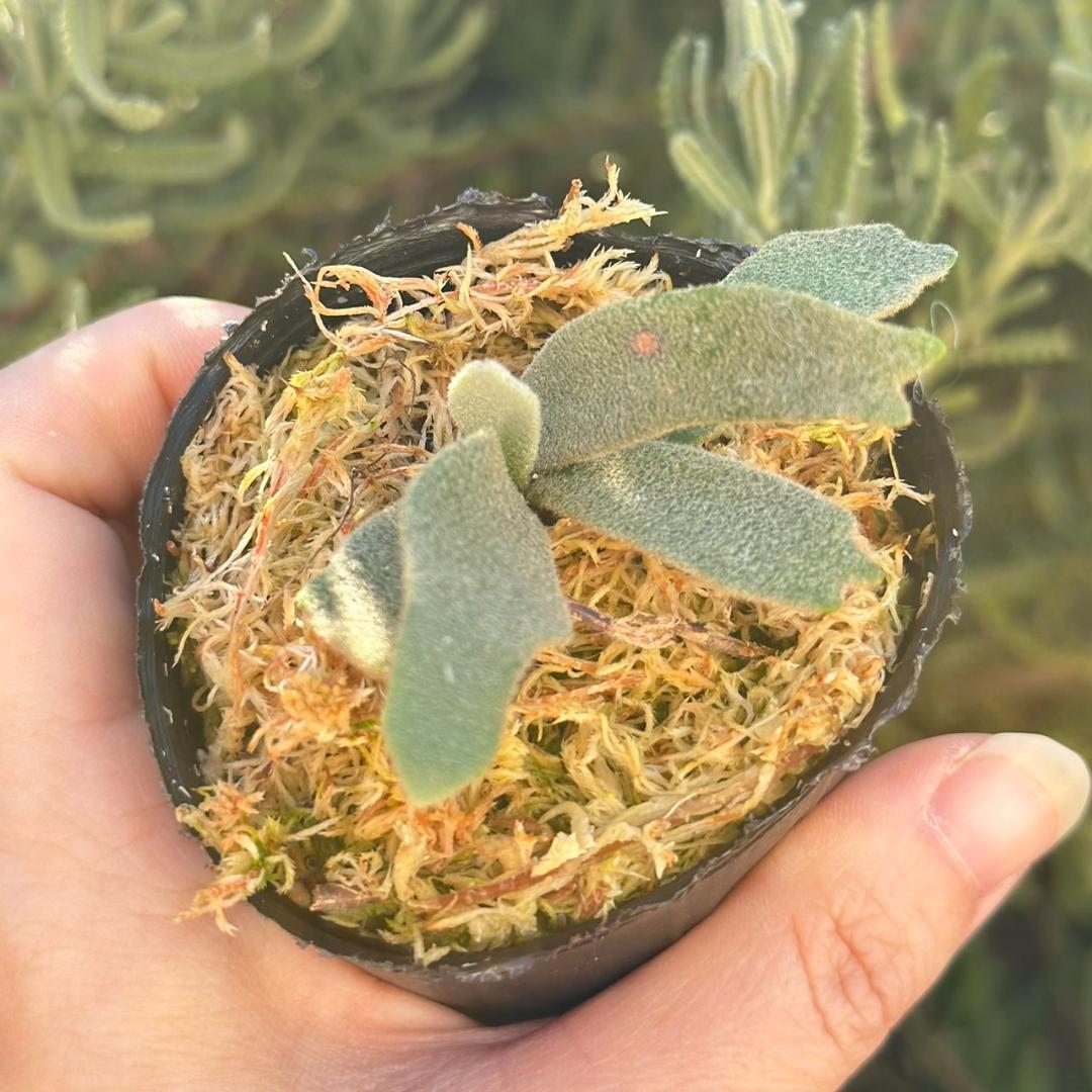 P.willinckii ’Asurada’ Sporeling 204