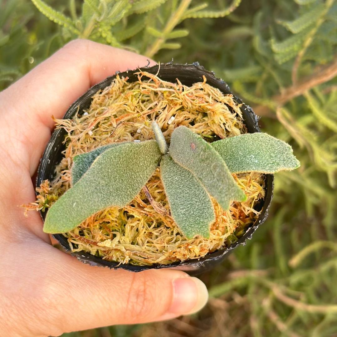 P.willinckii ’Asurada’ Sporeling 204