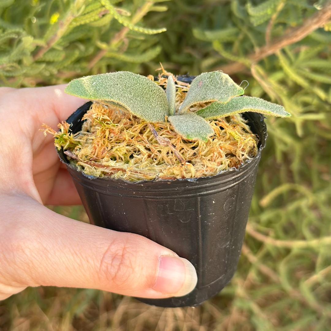 P.willinckii ’Asurada’ Sporeling 204