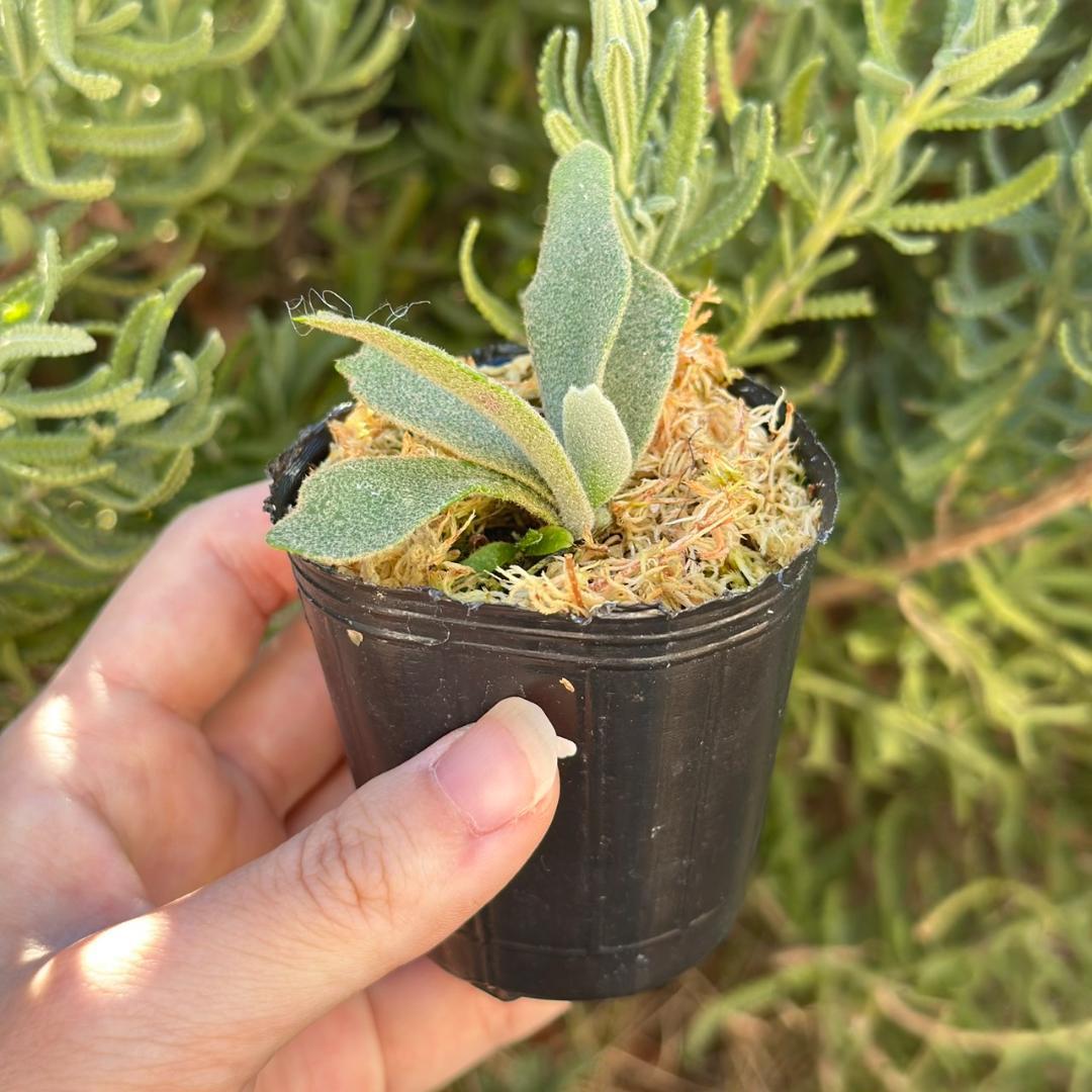 P.willinckii ’Asurada’ Sporeling 204