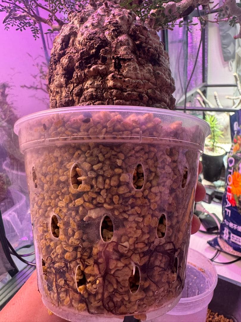 インボイス発行可 オペルクリカリア パキプス 幹幅10㎝ 発根済み 三州みやび