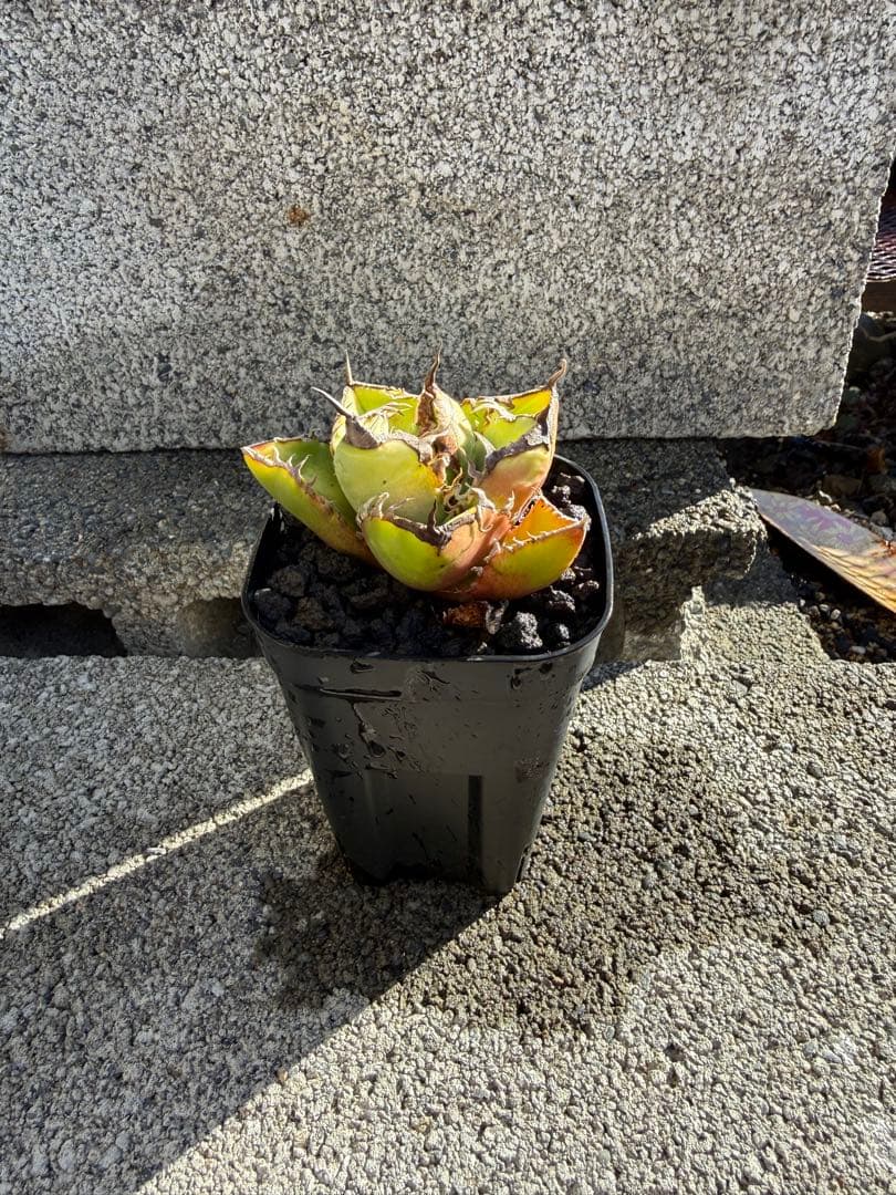 アガベ　実生株　チタノタ　オテロイ