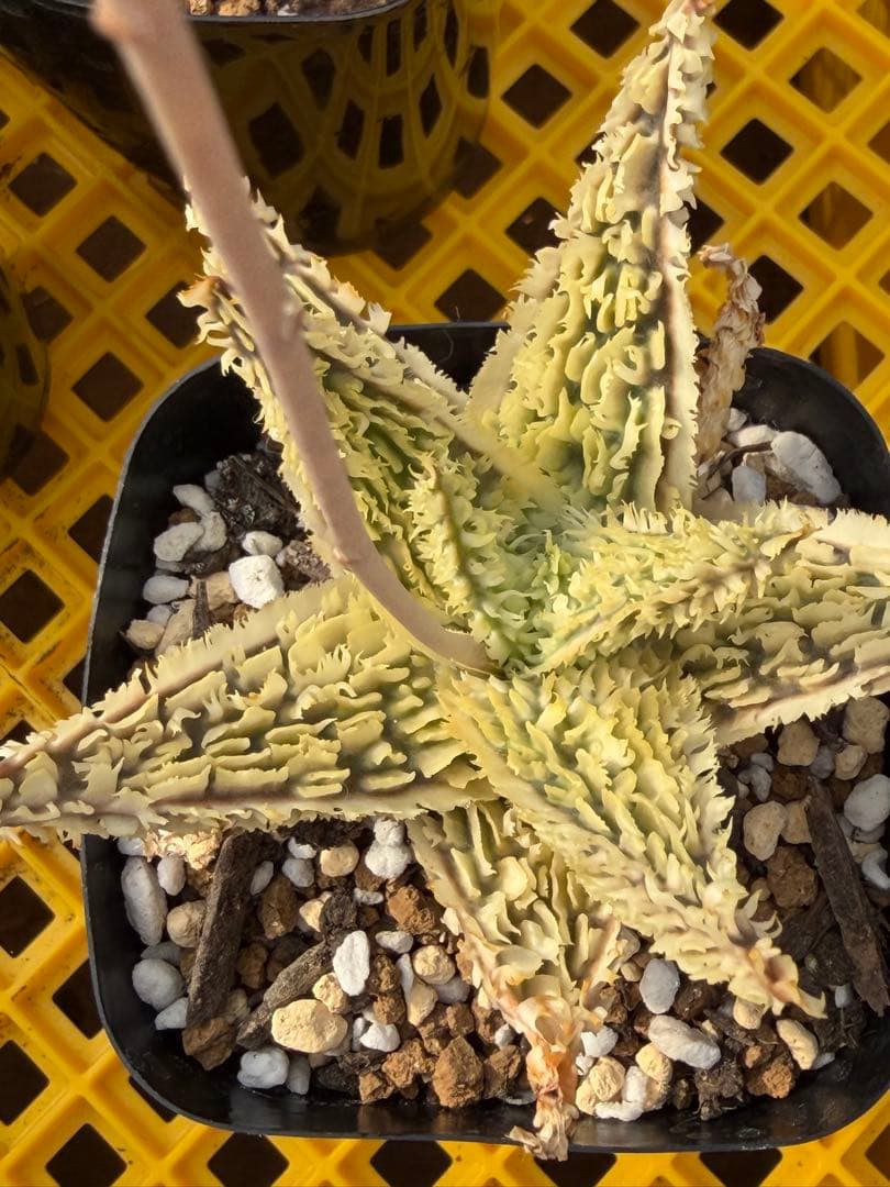 アロエ　ハイブリッド　Aloe hybrid 第四種　Jan-2