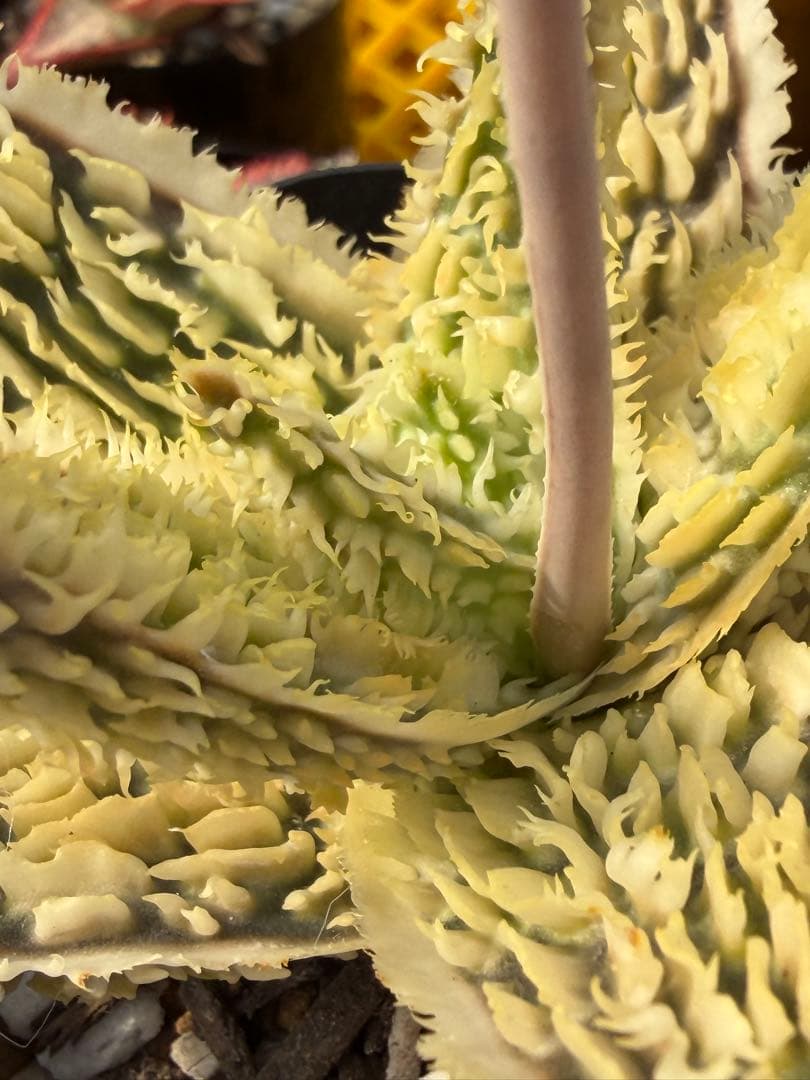 アロエ　ハイブリッド　Aloe hybrid 第四種　Jan-2