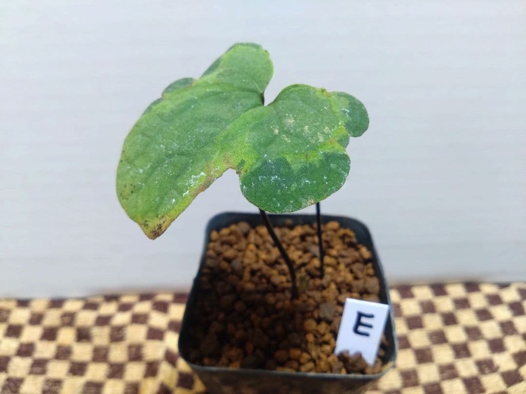 斑入り　カンアオイ　オトメアオイ　斑入り