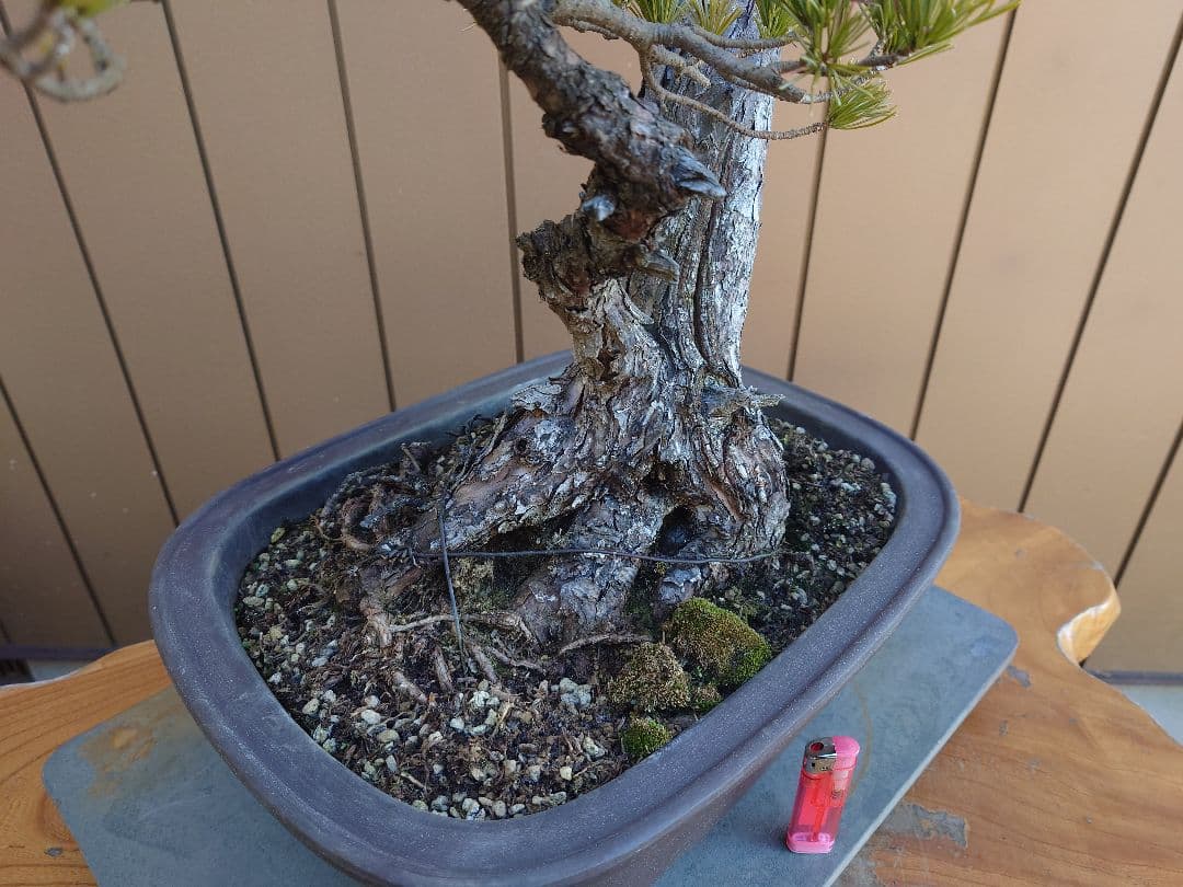 盆栽　五葉松　樹高72cm