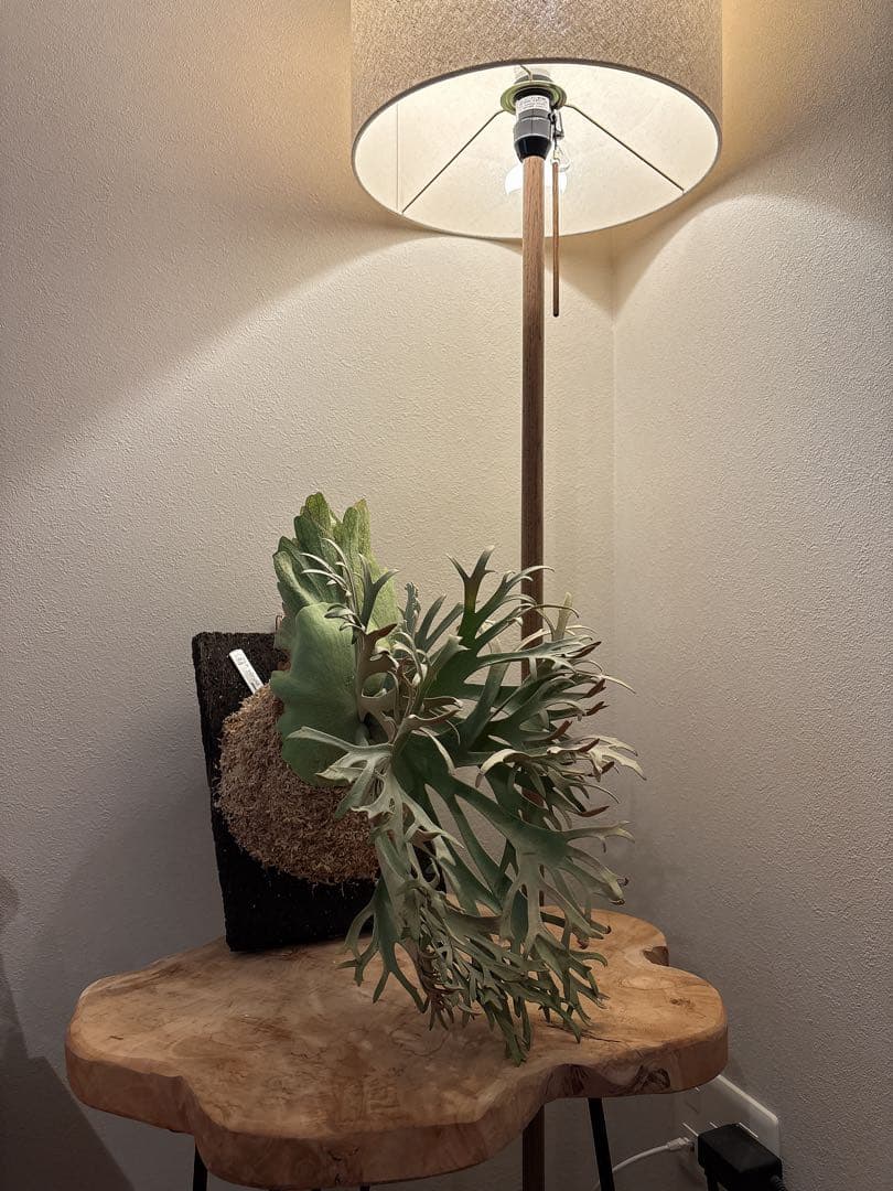 willinckii OMG spore ドワーフ　dwarf ビカクシダ