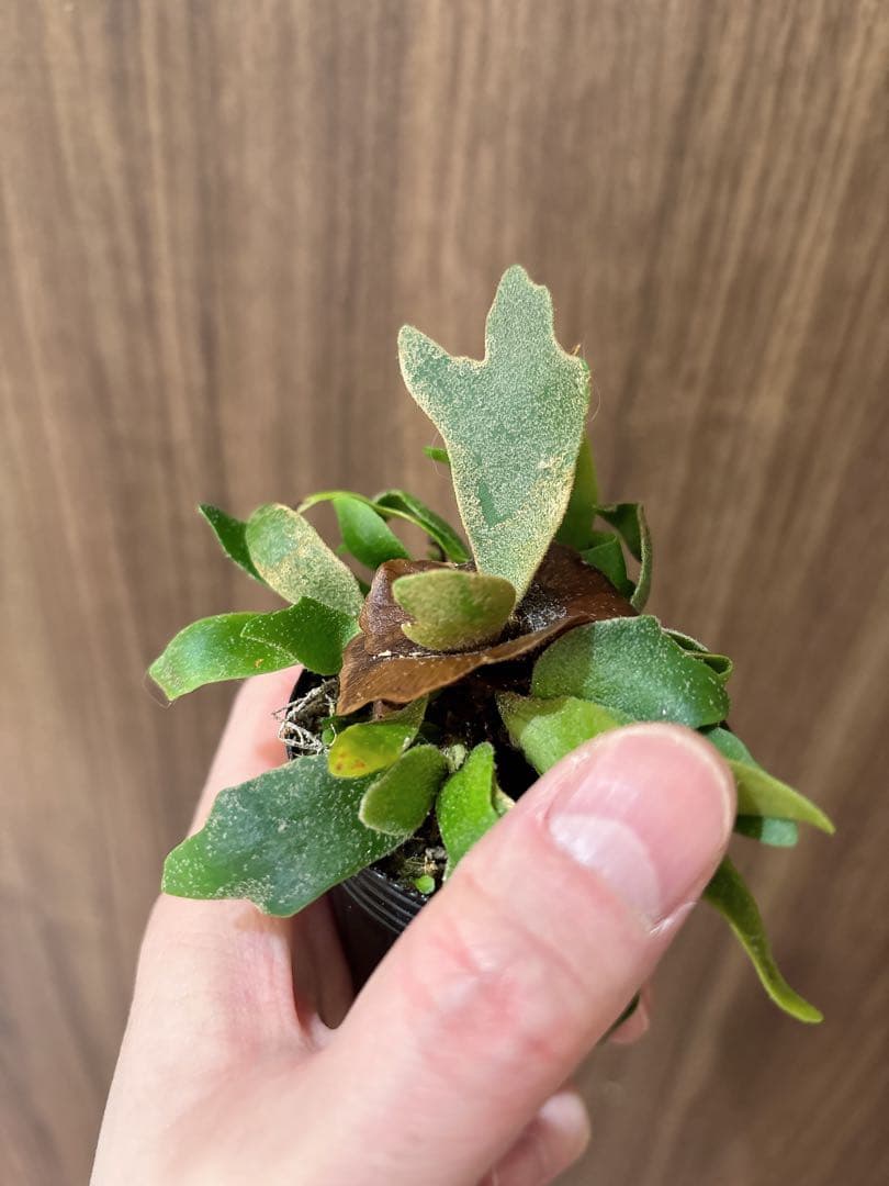 willinckii OMG spore ドワーフ　dwarf ビカクシダ