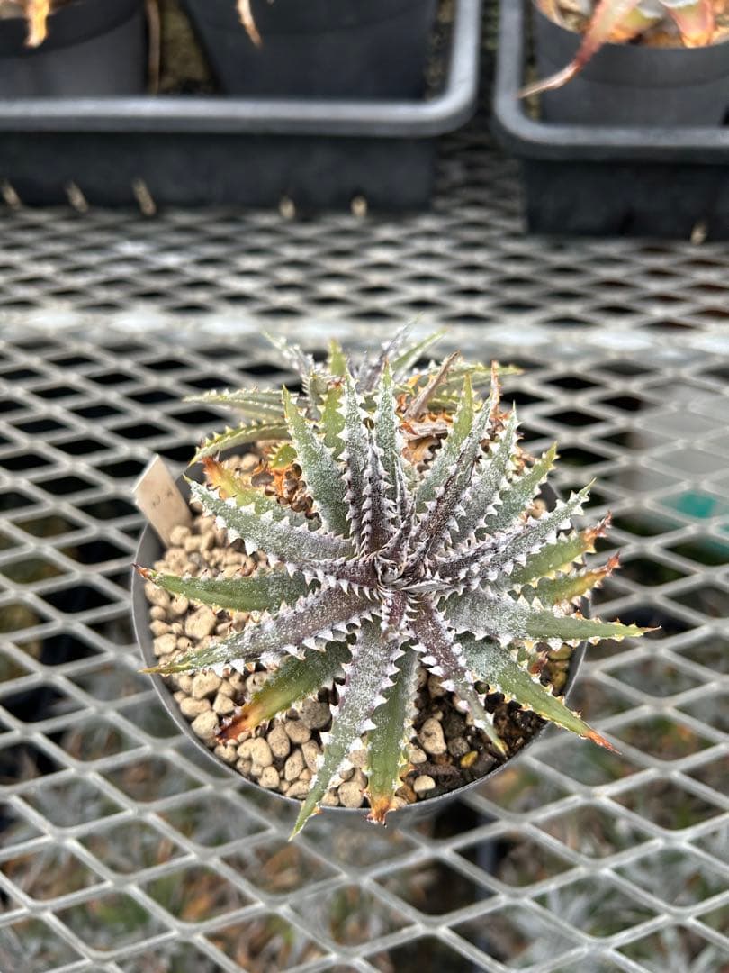 DBディッキア Dyckia Bill Baker hybrid #226 ⑵