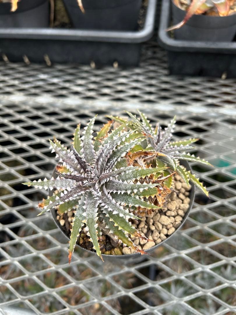 DBディッキア Dyckia Bill Baker hybrid #226 ⑵