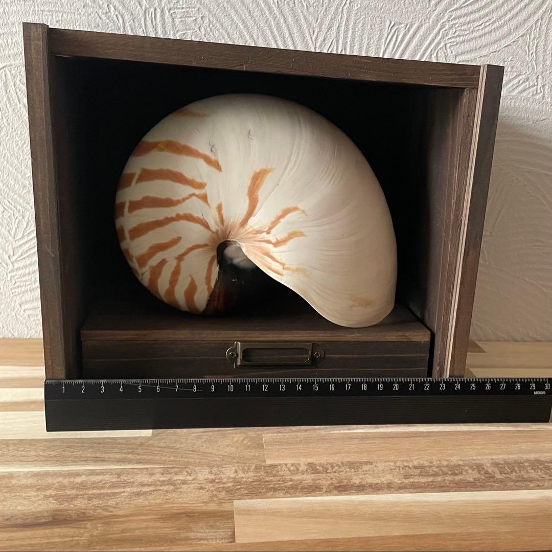 オウムガイの標本箱