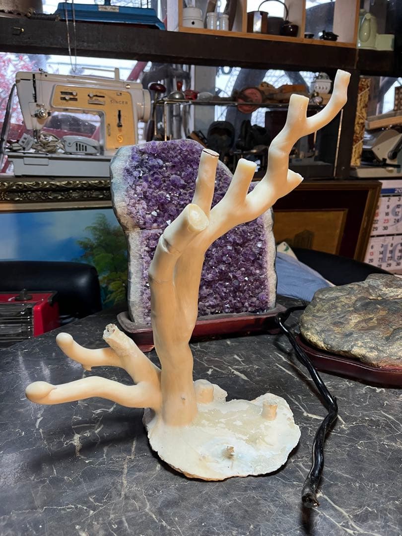 海松、深海松、白珊瑚、38センチ