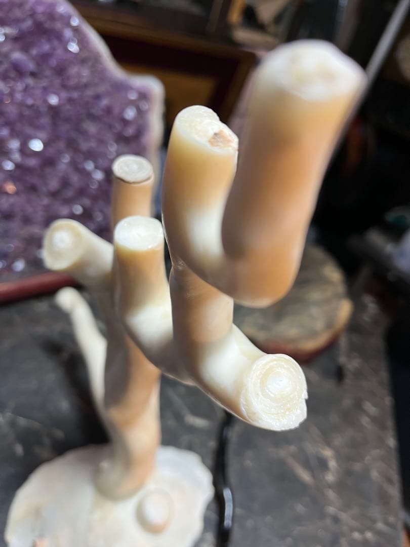 海松、深海松、白珊瑚、38センチ