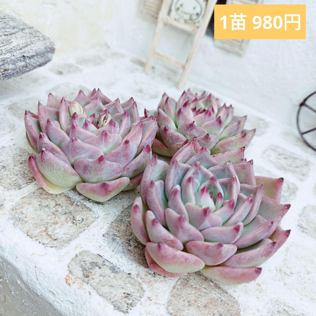 ウェディングリング◎多肉植物 カット苗 輸入苗 エケベリア等