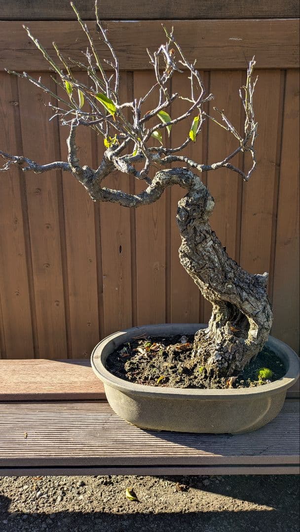 盆*栽様 独特な形状の盆栽 新芽あり 陶器鉢