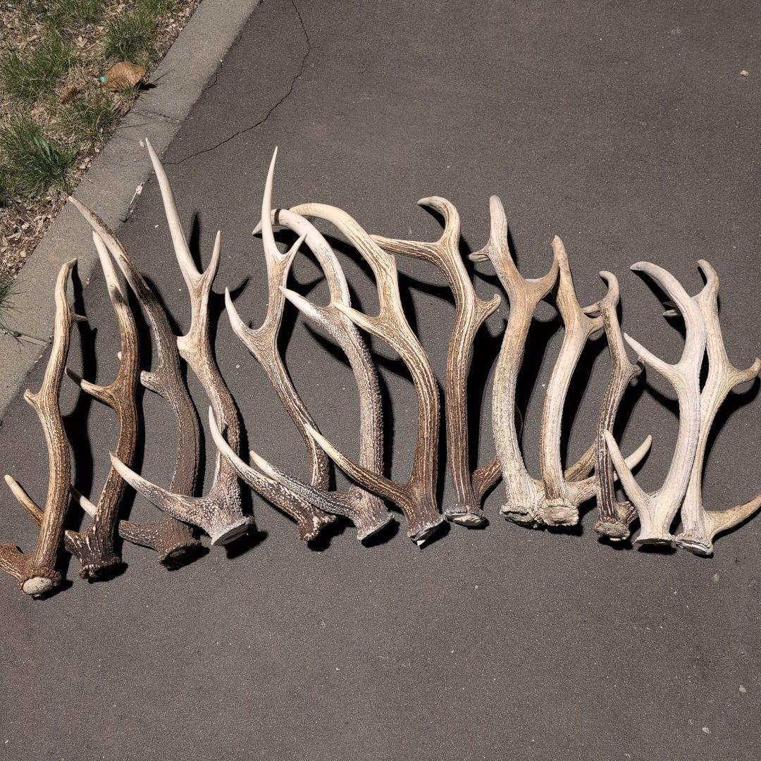 蝦夷鹿の角 13本セット　まとめ売り 北海道産 アイヌ エゾシカ 鹿 ツノ