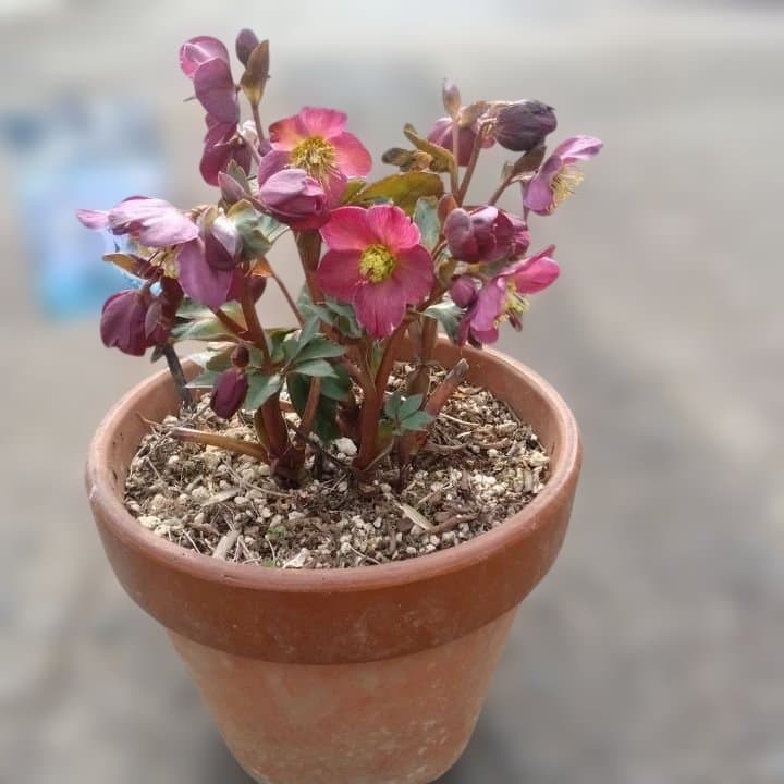 童仙房、氷の薔薇。アーリーレッド。紫色のヘレボルス 中型テラコッタ鉢 親株。