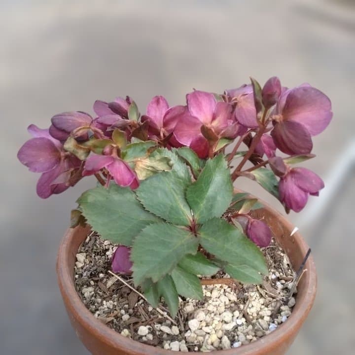 童仙房、氷の薔薇。アーリーレッド。紫色のヘレボルス 中型テラコッタ鉢 親株。