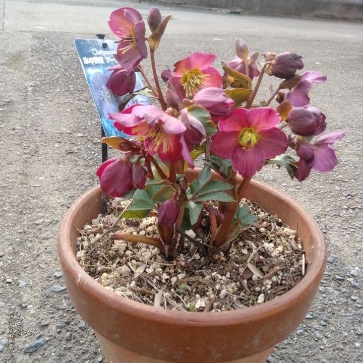 童仙房、氷の薔薇。アーリーレッド。紫色のヘレボルス 中型テラコッタ鉢 親株。