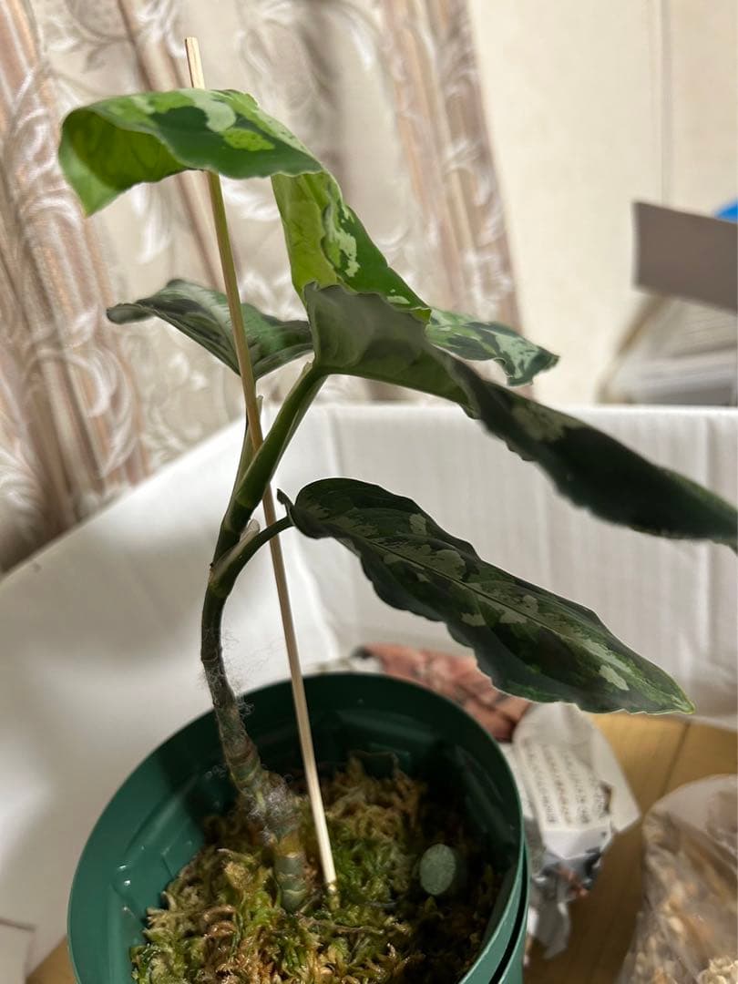 アグラオネマピクタム