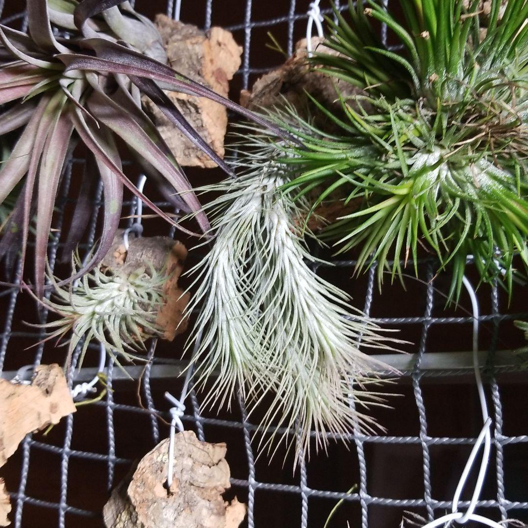 購入不可 チランジア フンキアナクランプ(4頭クランプ)