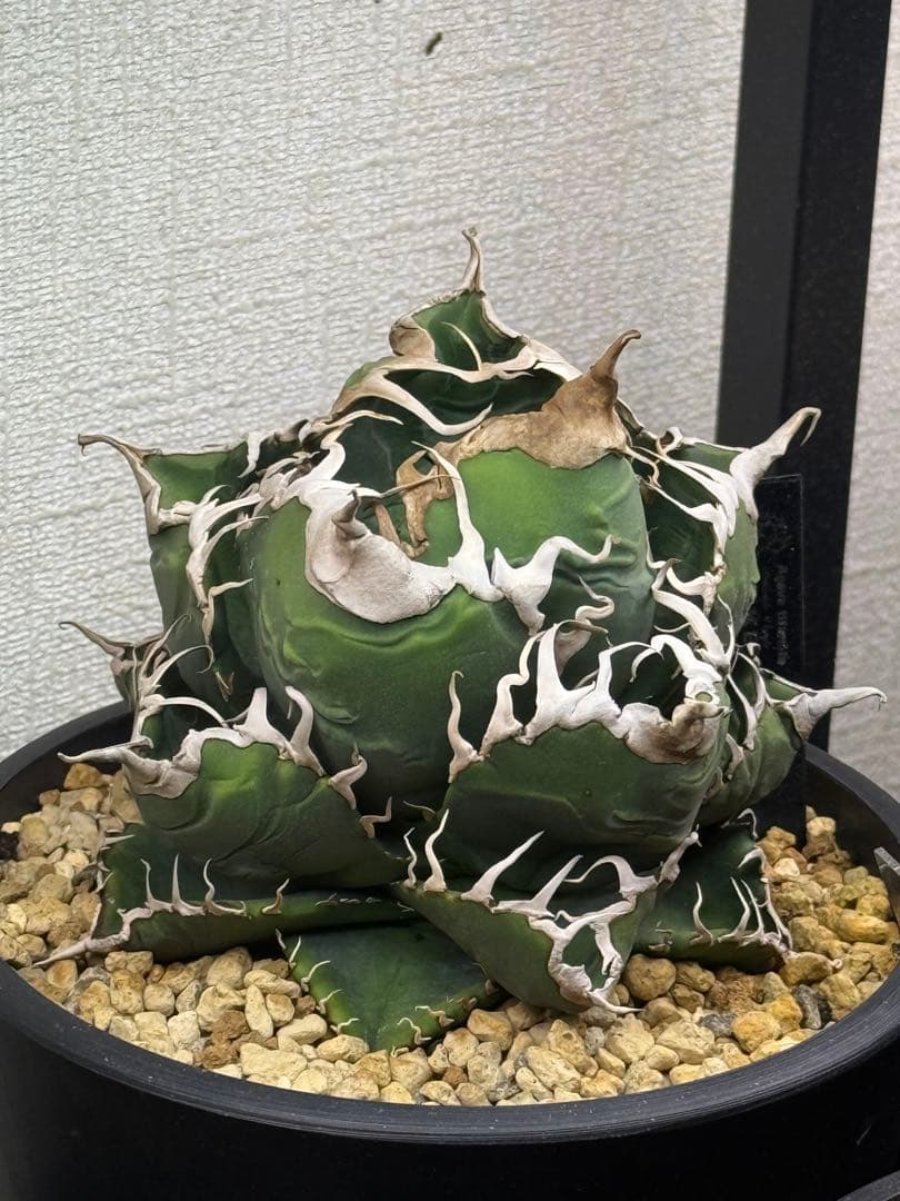 アガベチタノタ悪魔くん Diabo Verde osp産 コレクション株