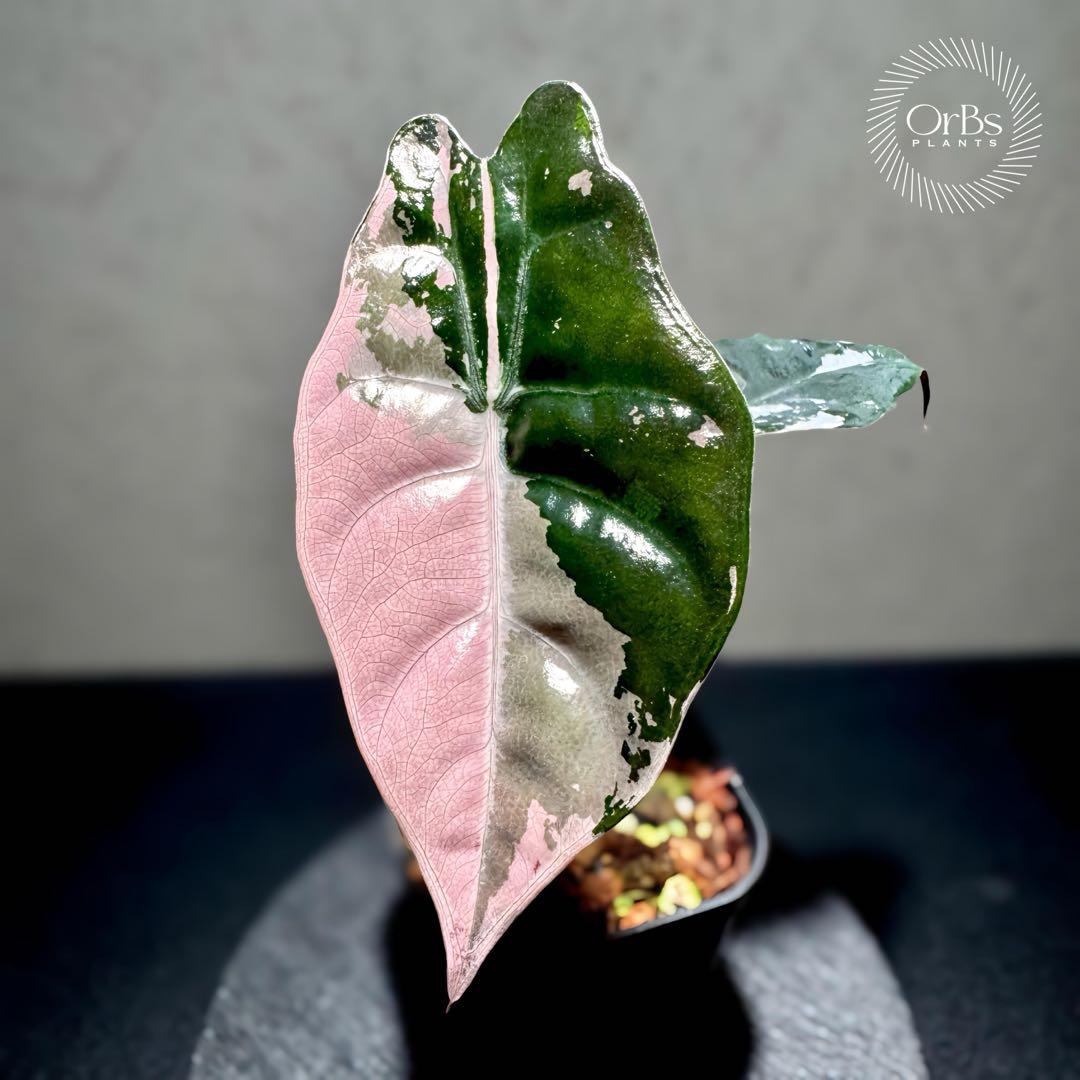 【極上ピンク斑】アロカシア シャントリエリ ピンク斑入り タイナーセリー血統株