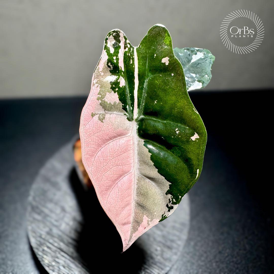 【極上ピンク斑】アロカシア シャントリエリ ピンク斑入り タイナーセリー血統株