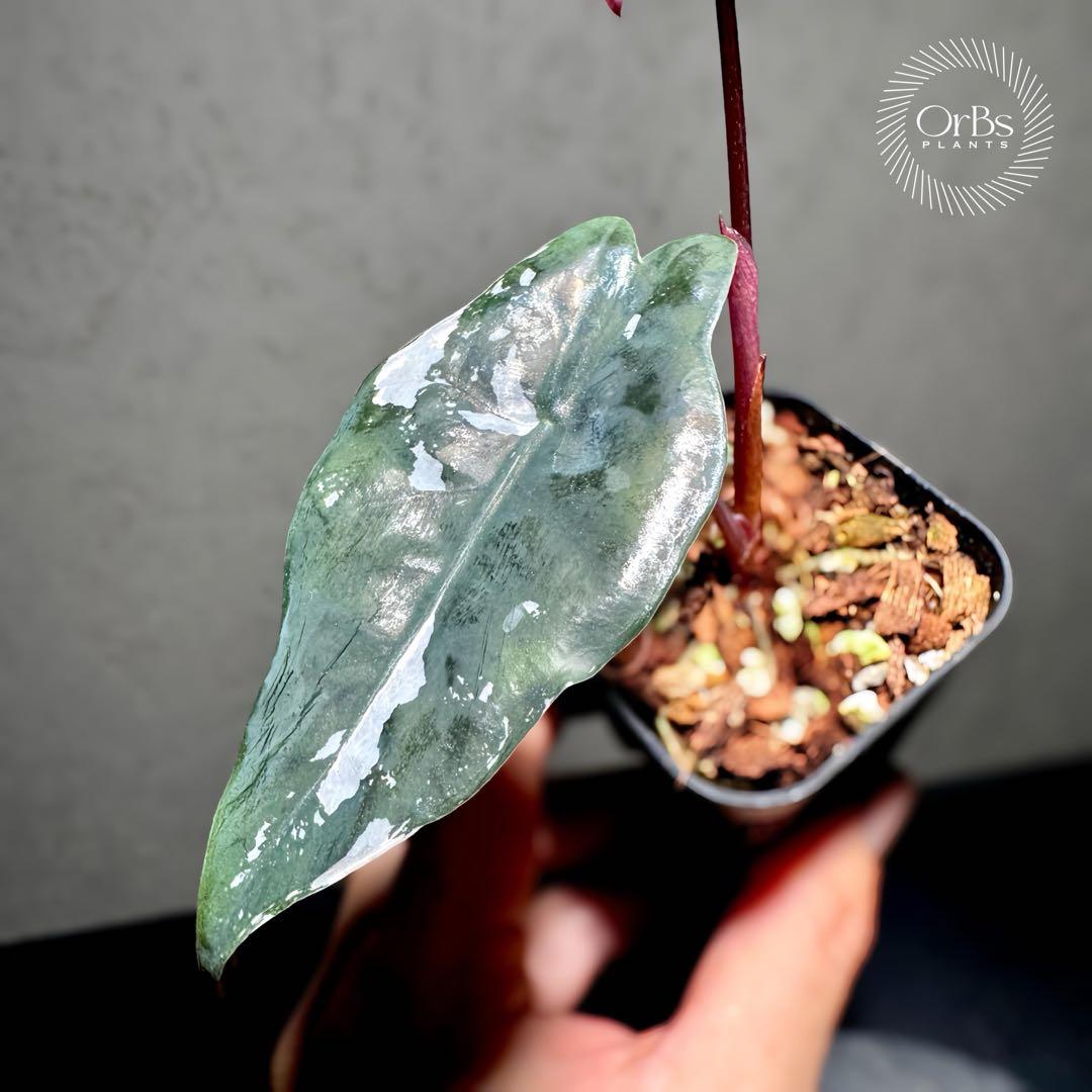 【極上ピンク斑】アロカシア シャントリエリ ピンク斑入り タイナーセリー血統株