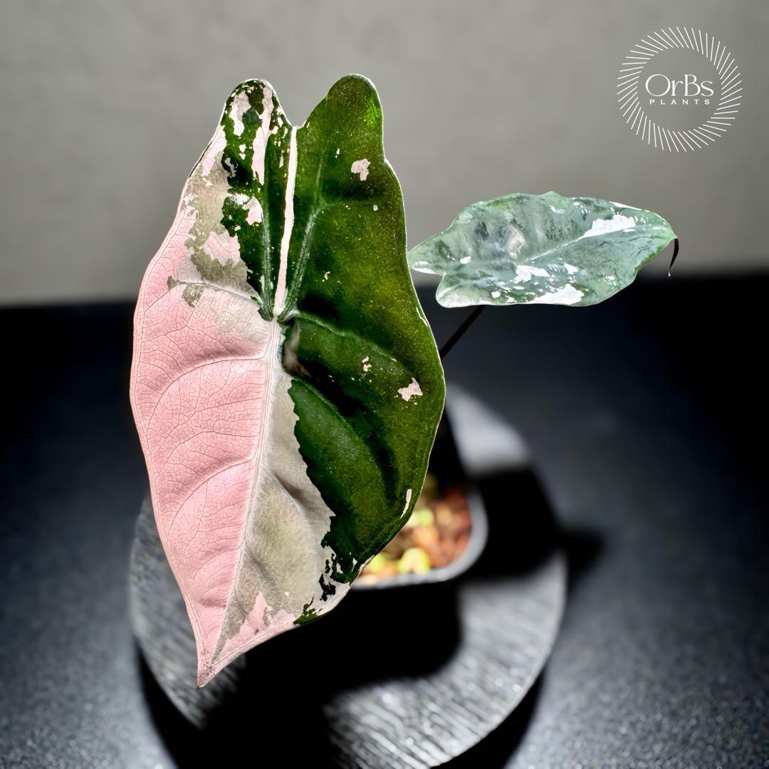 【極上ピンク斑】アロカシア シャントリエリ ピンク斑入り タイナーセリー血統株