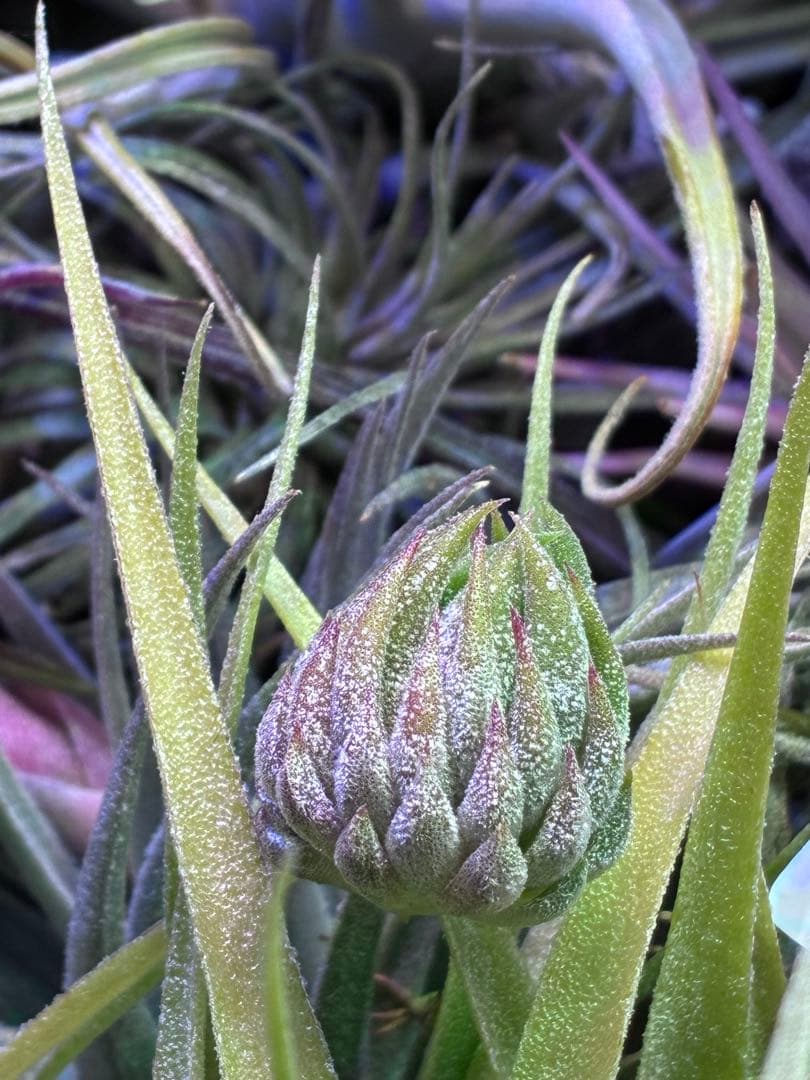 sunflower様同梱専用T. ionantha ‘Nizanda'