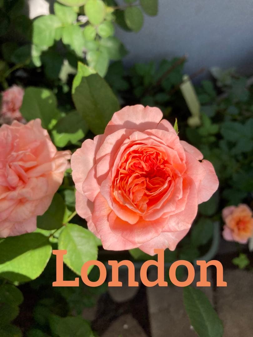 希少　薔薇苗　バラ苗　ロンドン。。。2年　1鉢