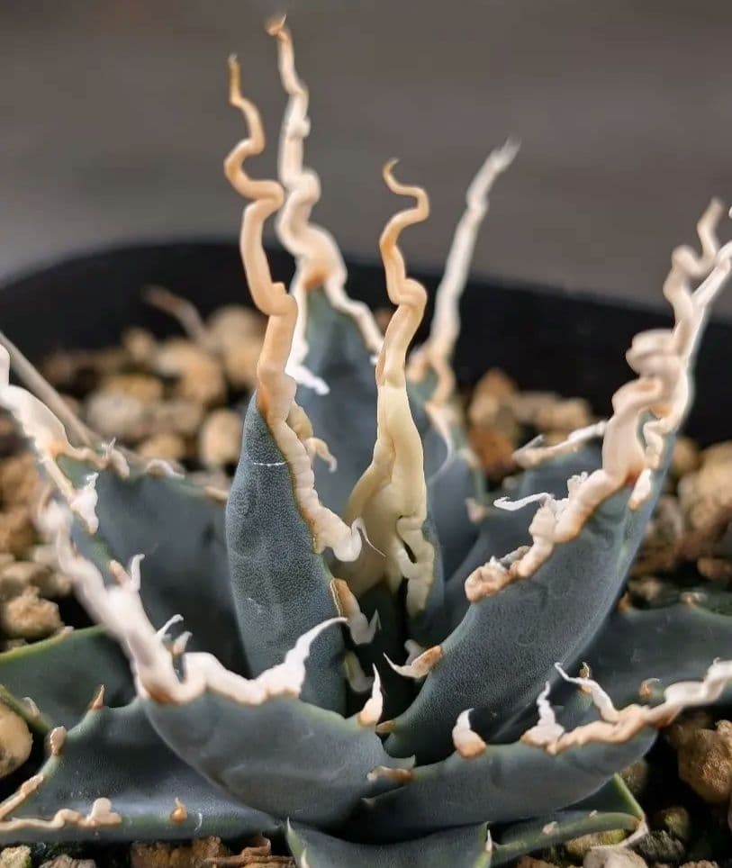 アガベ　ユタエンシス　エボリスピナ　実生　コレクション株　陽炎　d8