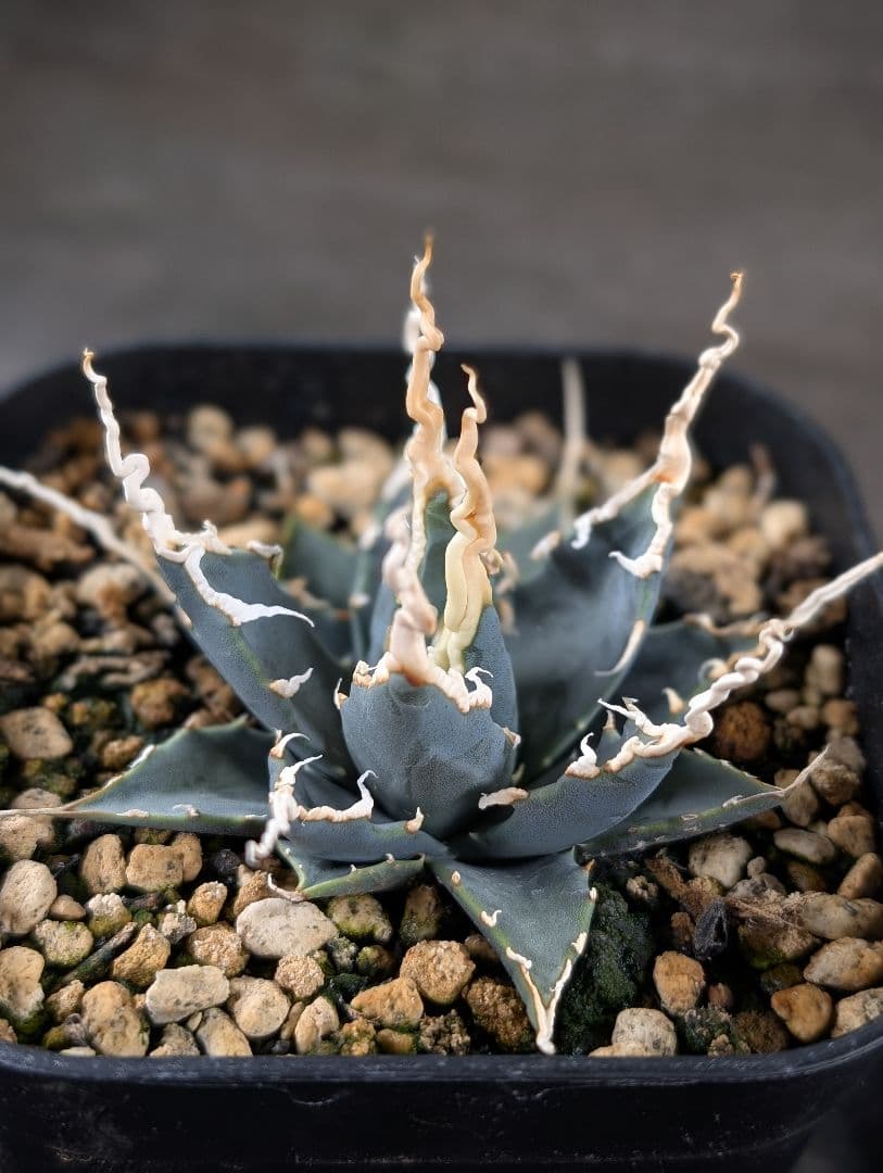 アガベ　ユタエンシス　エボリスピナ　実生　コレクション株　陽炎　d8