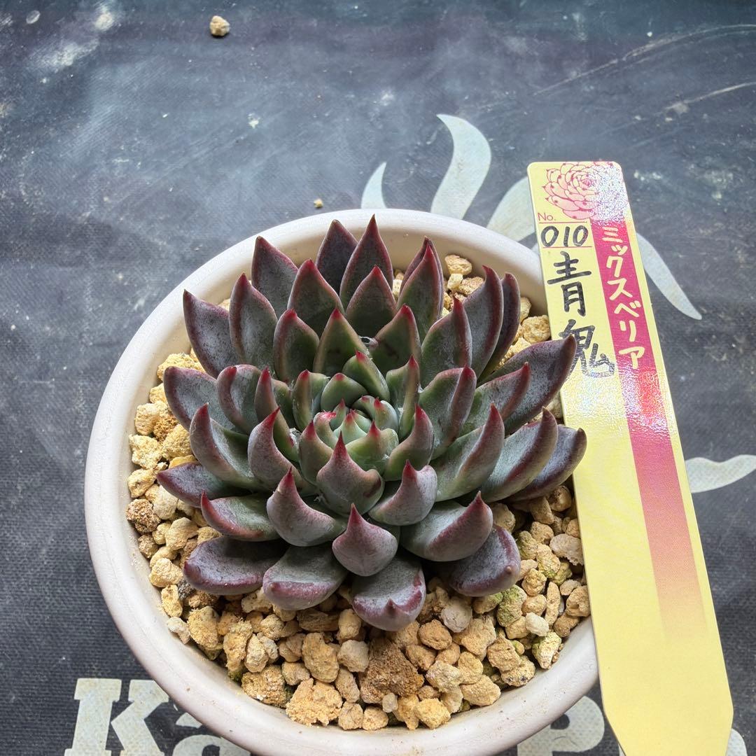 おらいさん苗　ミックスベリア　青鬼　札付き　鉢ごと発送