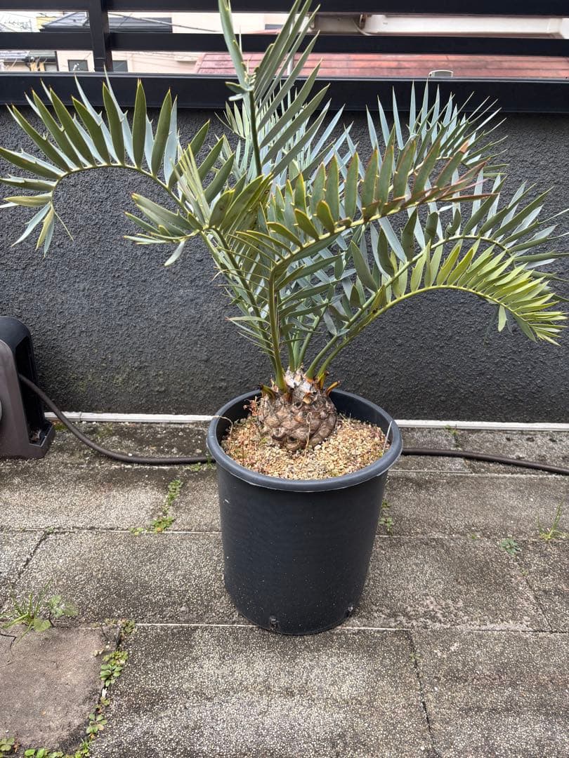 と*か様 エンセファラルトス　トリスピノーサス　直径12センチ　大株