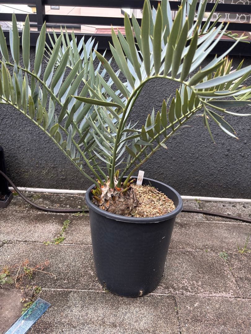 と*か様 エンセファラルトス　トリスピノーサス　直径12センチ　大株