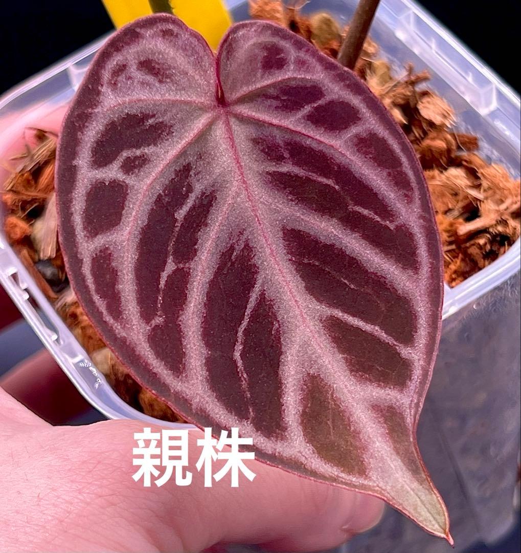 希少　アンスリウム　ドラヤキ × エンジェルドリーム