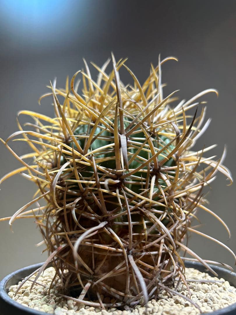特大　超強棘　サボテン sp. 鉢のまま発送　札落ち特価　木質化　長期管理